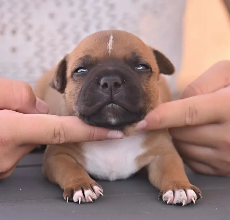Chiot, Staffordshire bull terrier, élevage Spirit of Liberty