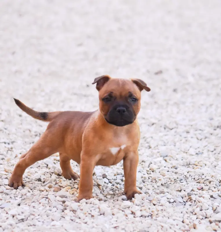 Chiot, Staffordshire bull terrier, élevage Spirit of Liberty