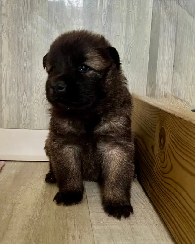 Chiot, Eurasier, élevage De la Montagne aux Lapins