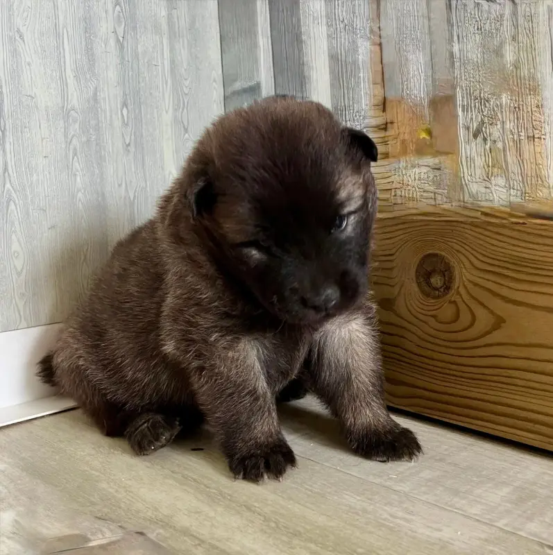 Portée de Eurasier, élevage De la Montagne aux Lapins
