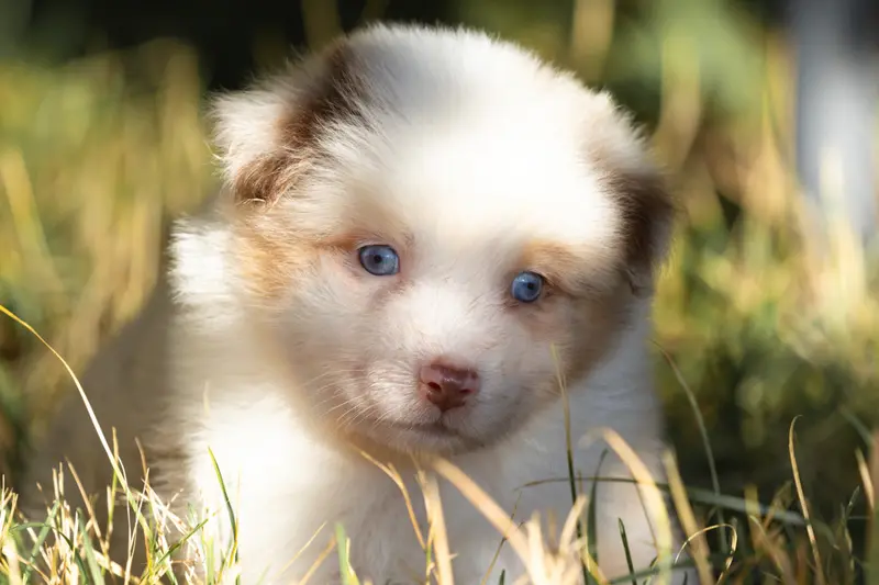 Betty Boop : femelle rouge merle aux yeux bleus, Berger australien, élevage Des Legendes de Maika