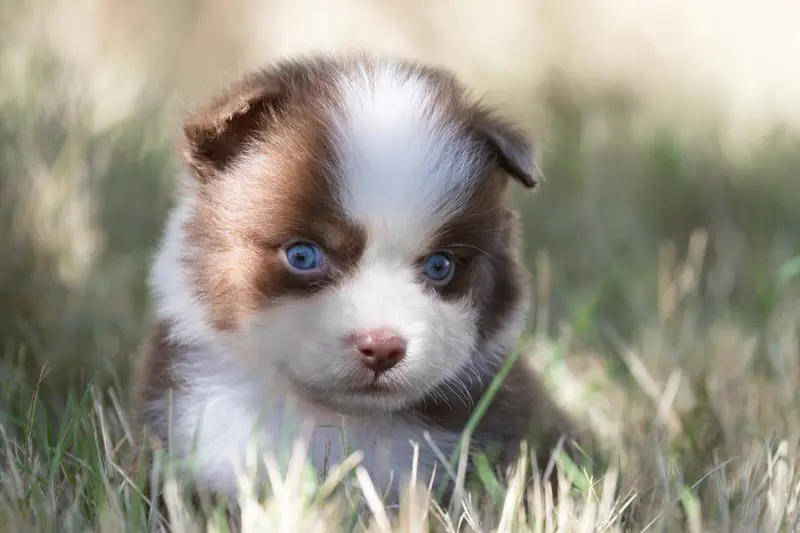 Bucky : male aux yeux bleus, Berger australien, élevage Des Legendes de Maika