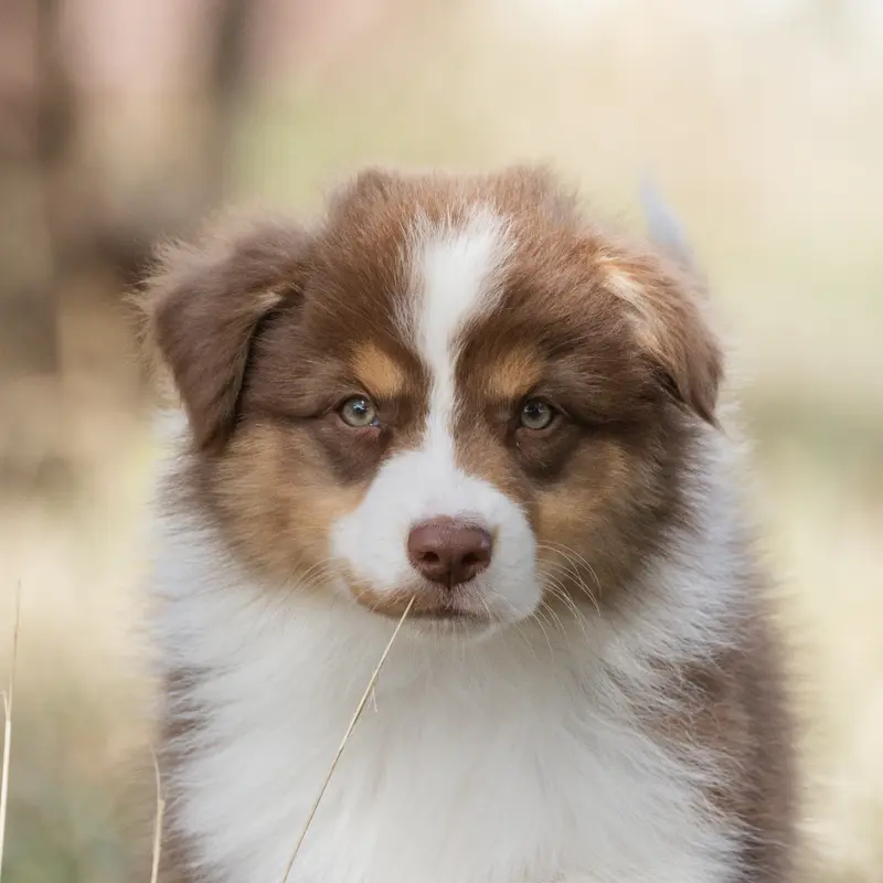 Blake : male rouge tri, Berger australien, élevage Des Legendes de Maika