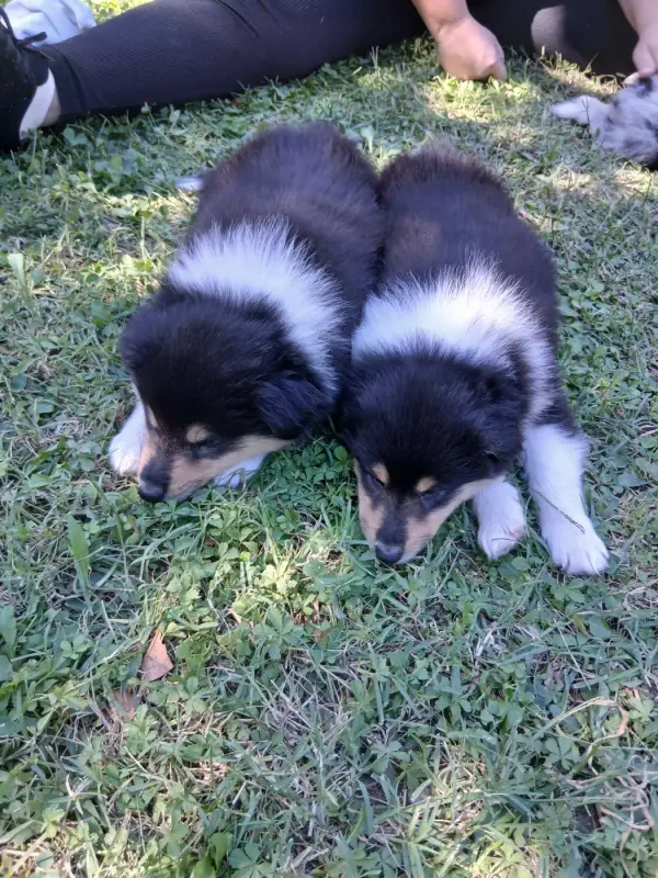 Chiot, Colley à poil long, élevage Des Mille Vergers