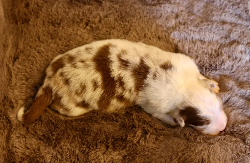 Portée de Berger australien, élevage Du Petit Mont d'Eden