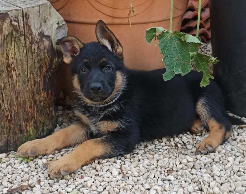 Blue, Berger allemand, élevage Du Monde de Cheyenne
