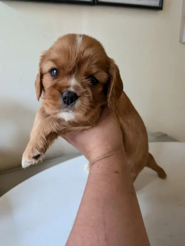 Portée de Cavalier King Charles, élevage Du Bois des Girardons