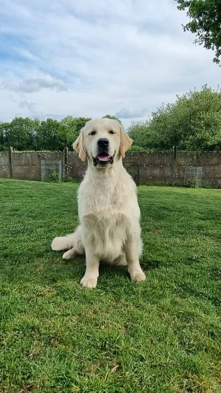 Père de la portée de Golden retriever, élevage Ar Bann Heol