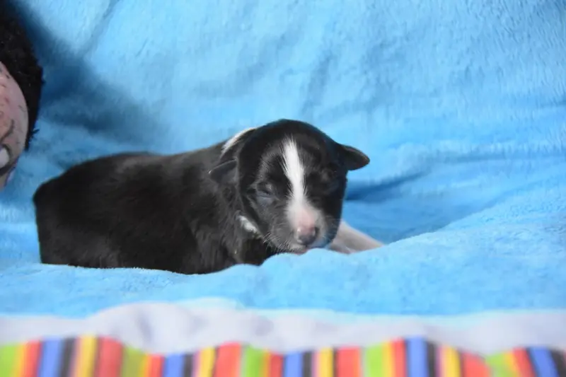 Chiot, Berger des Shetland, élevage De la Terre de Neaure
