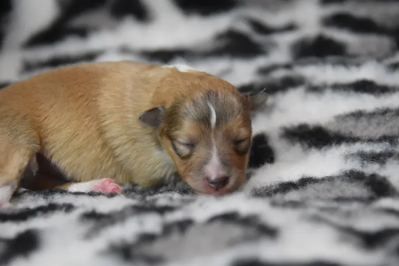 Chiot, Berger des Shetland, élevage De la Terre de Neaure