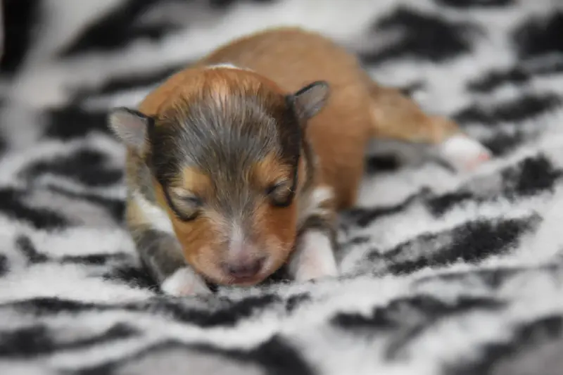 Chiot, Berger des Shetland, élevage De la Terre de Neaure