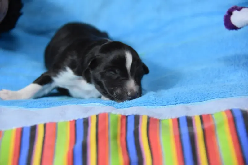 Chiot, Berger des Shetland, élevage De la Terre de Neaure