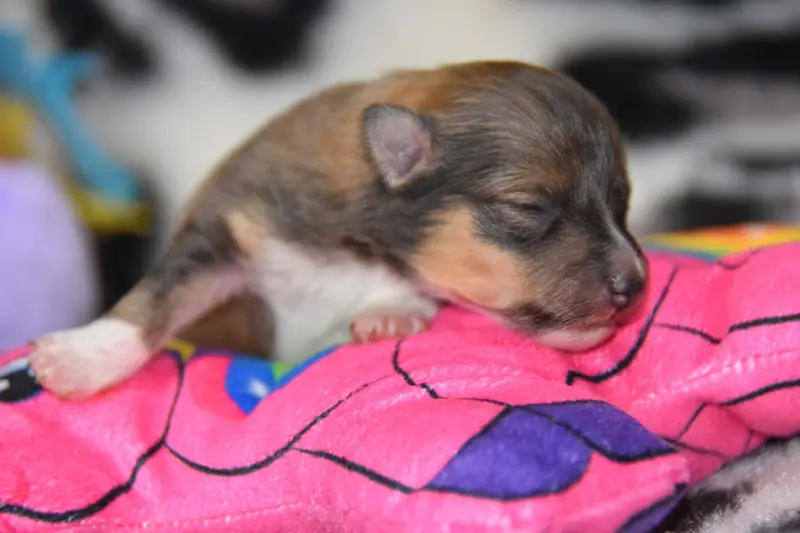 Chiot, Berger des Shetland, élevage De la Terre de Neaure