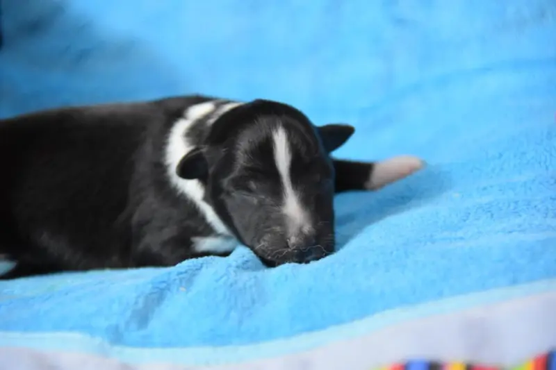 Chiot, Berger des Shetland, élevage De la Terre de Neaure