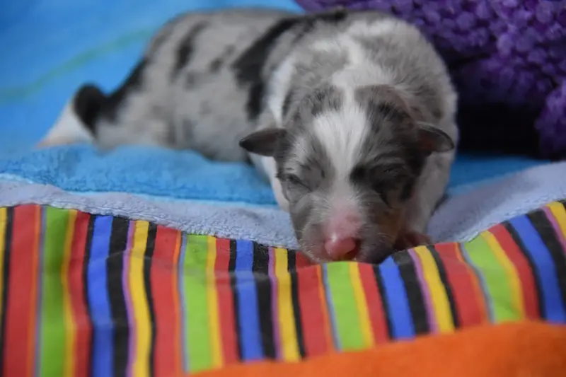Chiot, Berger des Shetland, élevage De la Terre de Neaure