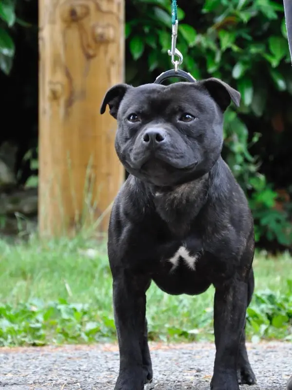 Père de la portée de Staffordshire bull terrier, élevage Solfarino