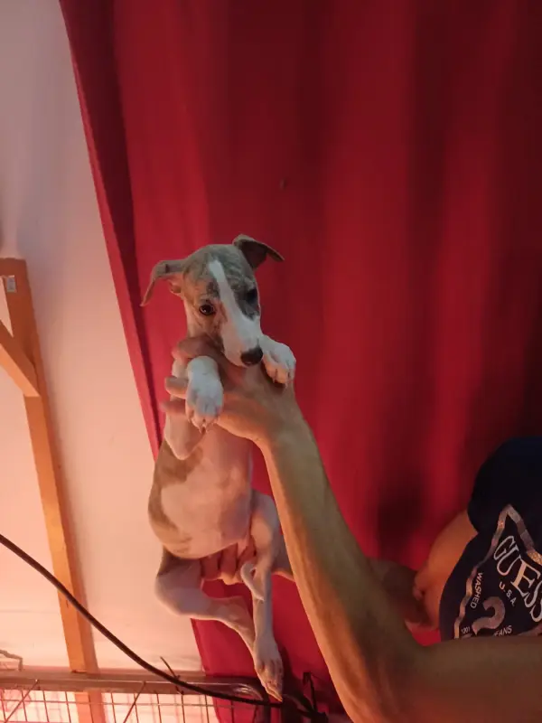 Portée de Whippet, élevage De Lev' Horse