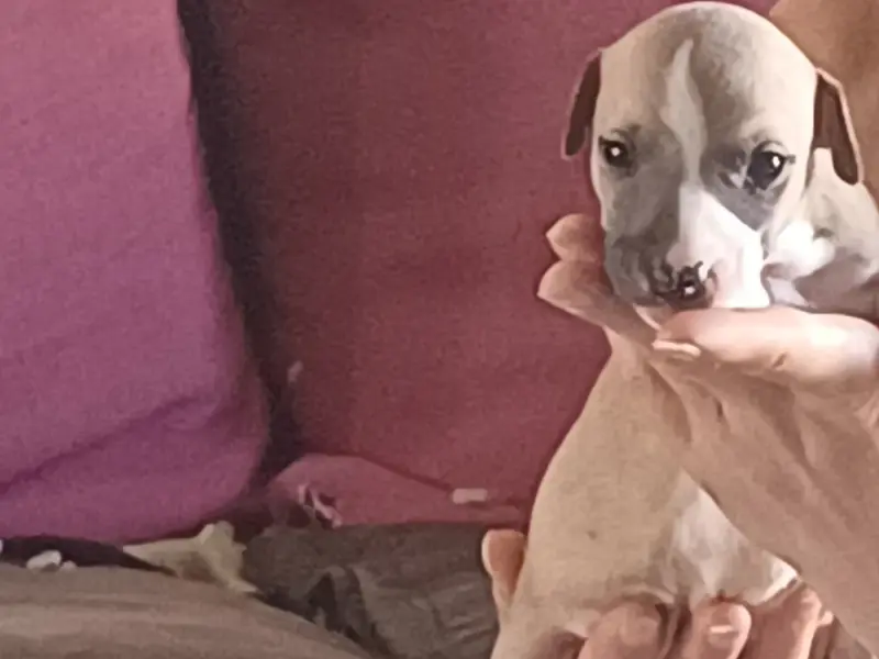 Behoula Irish, Whippet, élevage De Lev' Horse