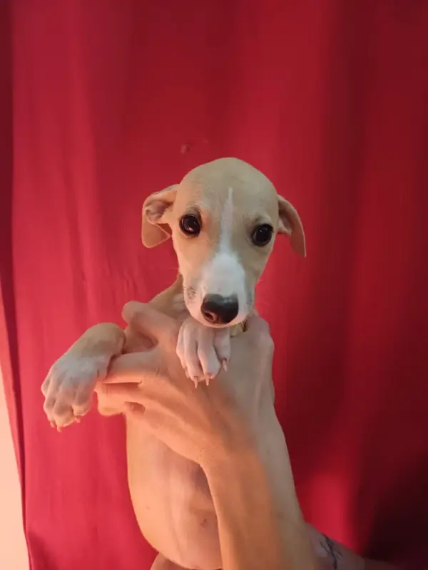 Portée de Whippet, élevage De Lev' Horse