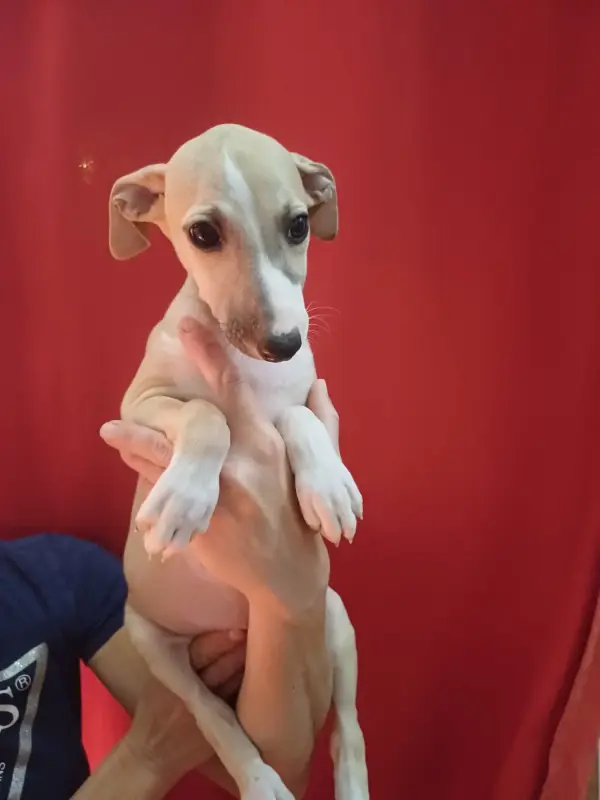 Portée de Whippet, élevage De Lev' Horse