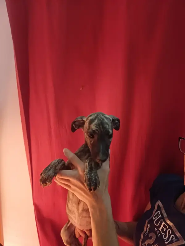 Portée de Whippet, élevage De Lev' Horse