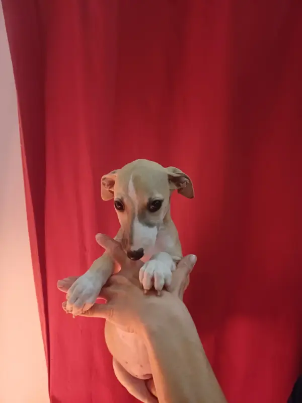 Portée de Whippet, élevage De Lev' Horse