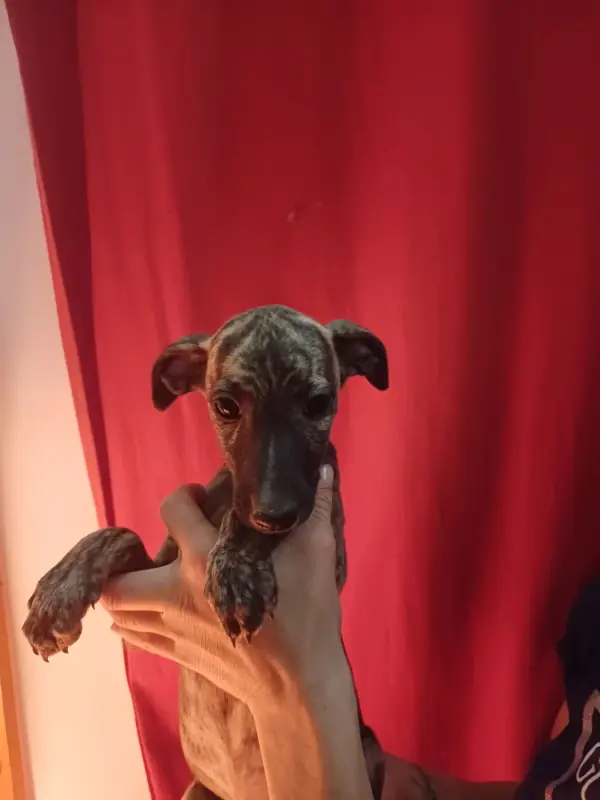 Portée de Whippet, élevage De Lev' Horse