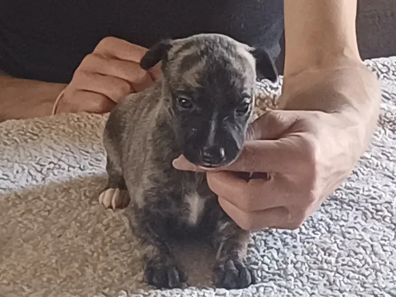 Betsy Irish, Whippet, élevage De Lev' Horse