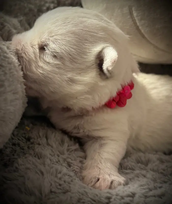 Portée de West Highland White terrier, élevage De la Douce Source