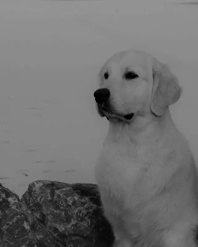 Père de la portée de Golden retriever, élevage De la Douce Source
