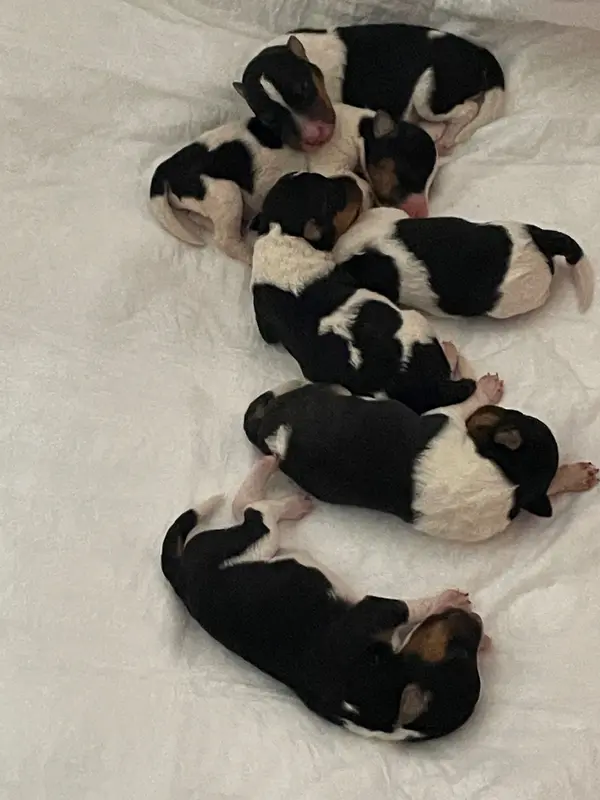 Portée de Fox terrier poil dur, élevage De l'Esprit d'Aladin