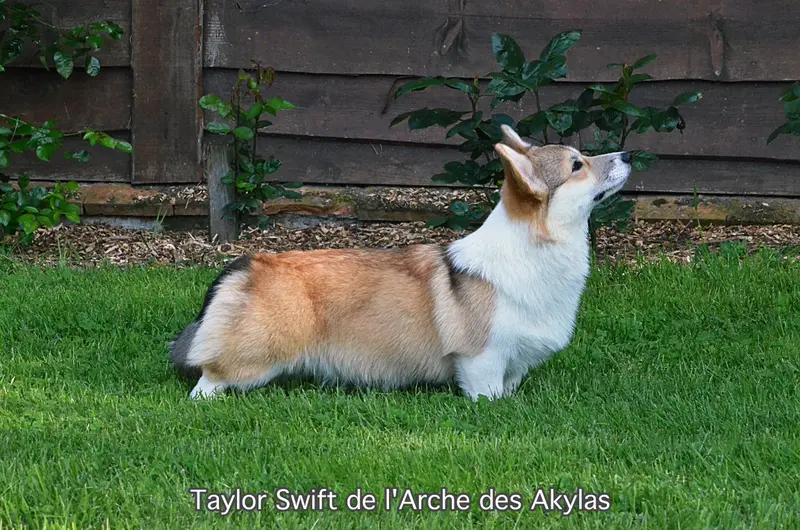 Photo de l'élevage De l'Arche des Akylas