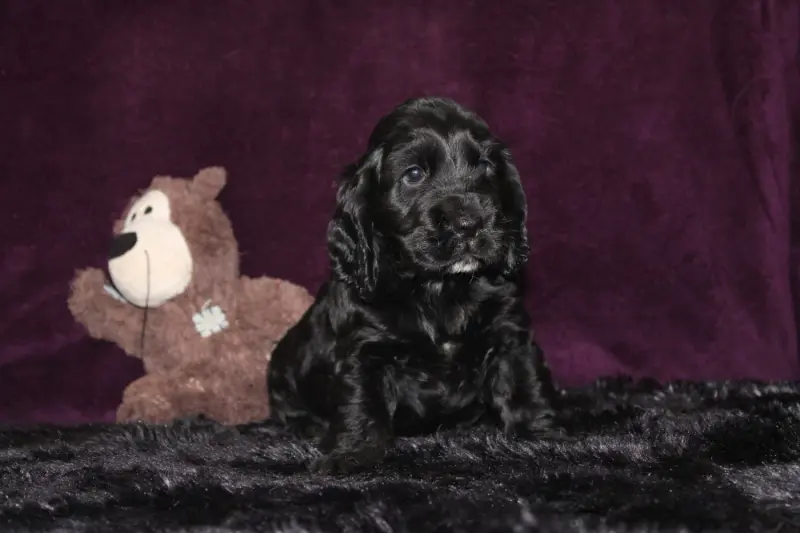 Portée de Cocker anglais, élevage Dream of Best in Show