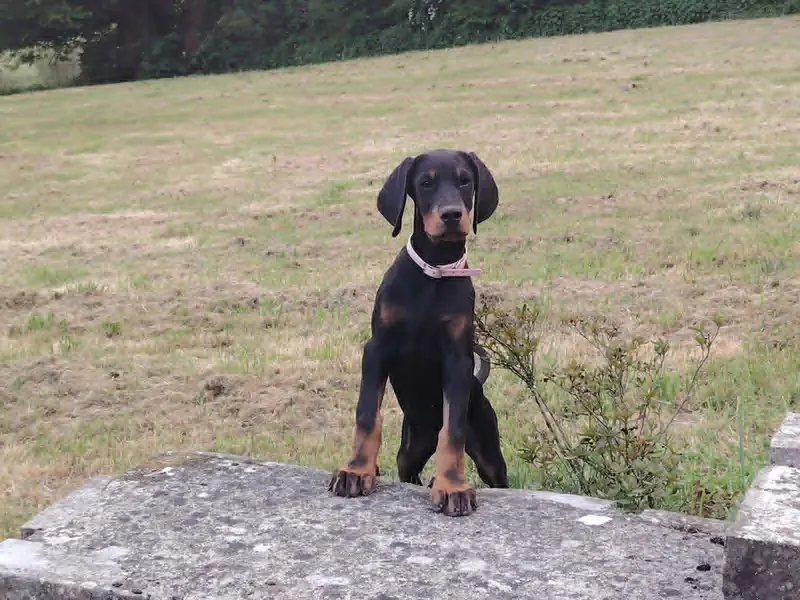 Portée de Dobermann, élevage Des Brumes de Kalhan