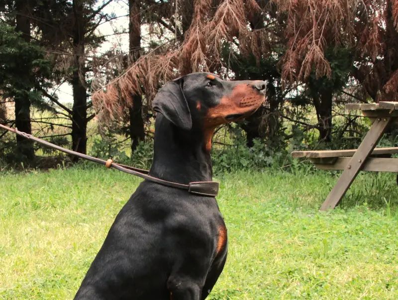Mère de la portée de Dobermann, élevage Des Brumes de Kalhan