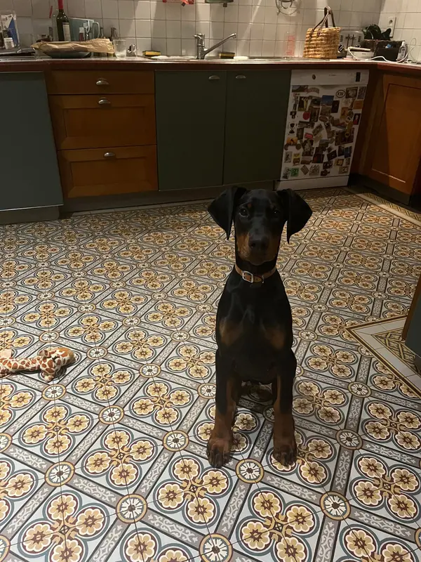 Portée de Dobermann, élevage Des Brumes de Kalhan