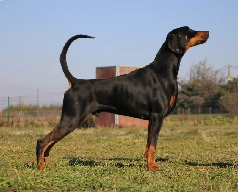 Portée de Dobermann, élevage Des Brumes de Kalhan