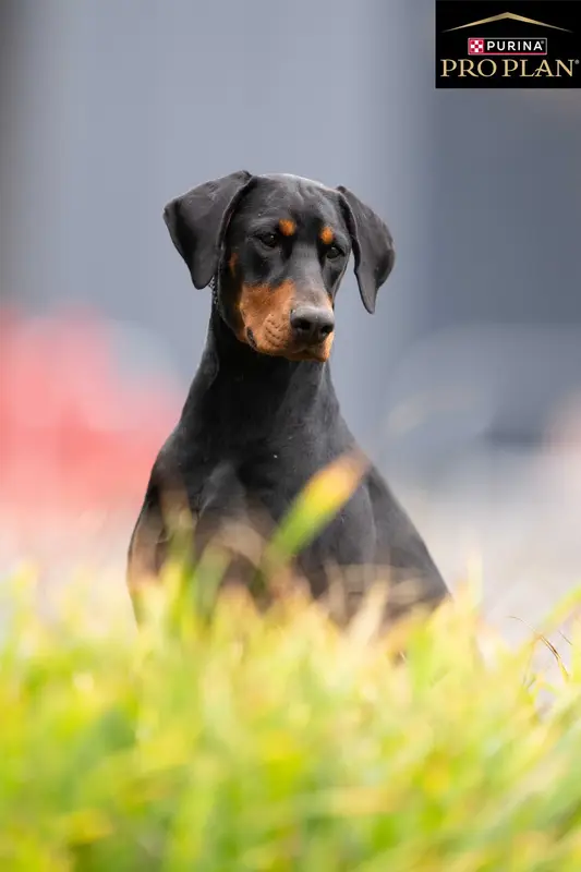 Portée de Dobermann, élevage Des Brumes de Kalhan