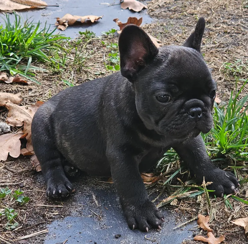 Chiot, Bouledogue français, élevage Du Murat