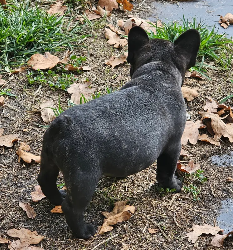 Portée de Bouledogue français, élevage Du Murat
