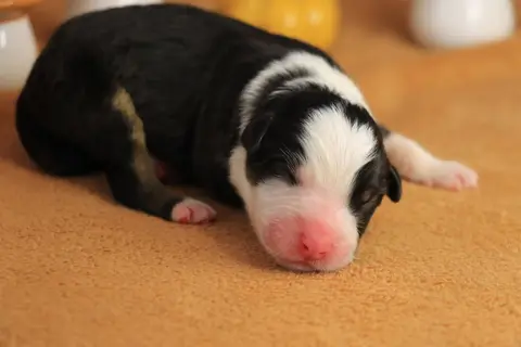 Chiot Male Noir Tricolore 3, Berger australien, élevage De la Legende de Calydane