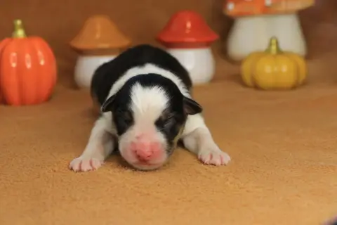 Chiot Femelle Noire Tricolore 1, Berger australien, élevage De la Legende de Calydane