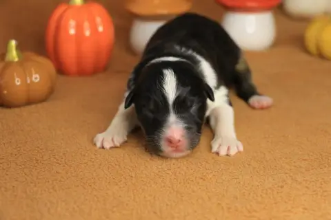 Chiot Femelle Noire Tricolore 2, Berger australien, élevage De la Legende de Calydane