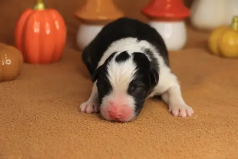 Chiot Male Noir Tricolore 2, Berger australien, élevage De la Legende de Calydane