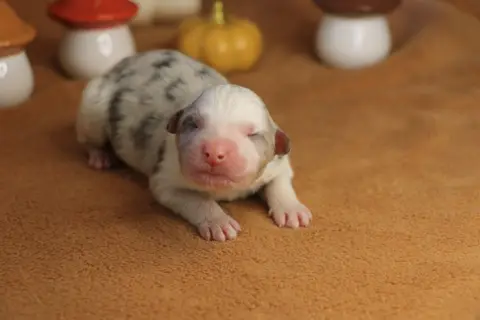 Chiot Femelle Bleue Merle 2, Berger australien, élevage De la Legende de Calydane