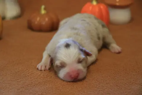 Chiot Femelle Rouge Merle, Berger australien, élevage De la Legende de Calydane