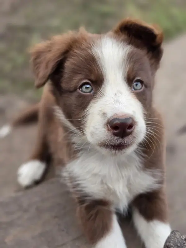 Chiot, Border collie, élevage Des Lacs de la Cote d'Argent