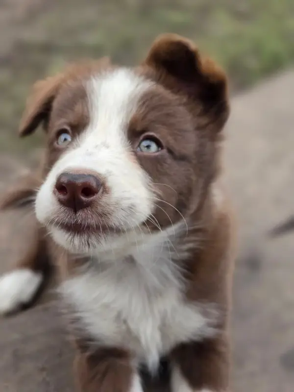 Portée de Border collie, élevage Des Lacs de la Cote d'Argent