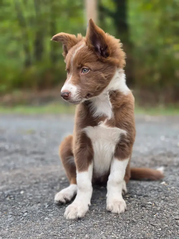 Portée de Border collie, élevage Des Lacs de la Cote d'Argent
