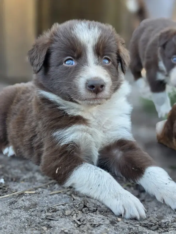 Rouge, Border collie, élevage Des Lacs de la Cote d'Argent